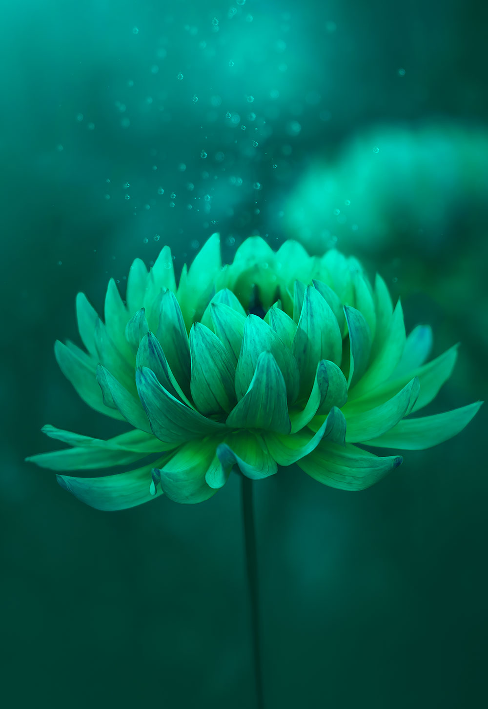 Substance design, green flower image for Bradhams branding