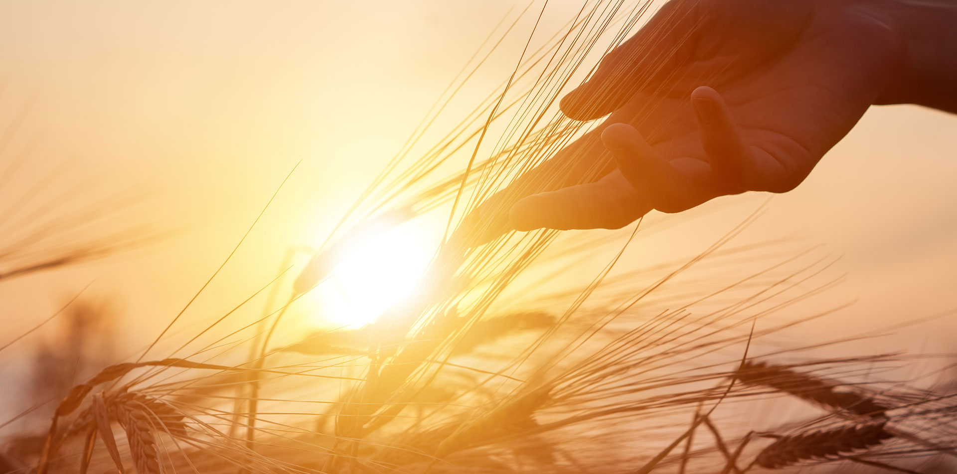 hand touching some wheat on a sunset background