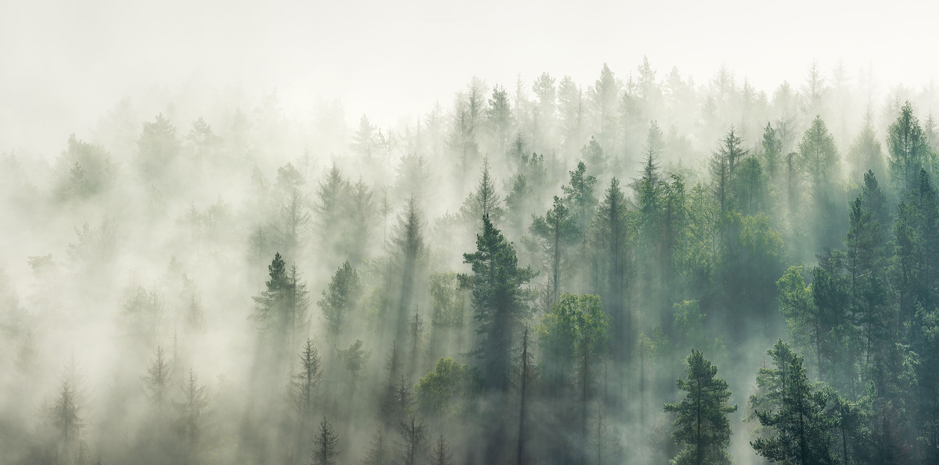 Misty Forest image